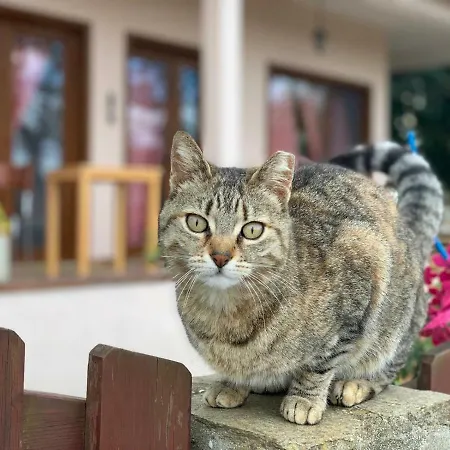 Elisa Butik 王子岛群