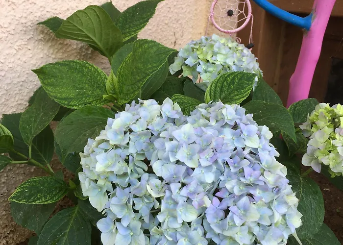 Elisa Butik ホテル