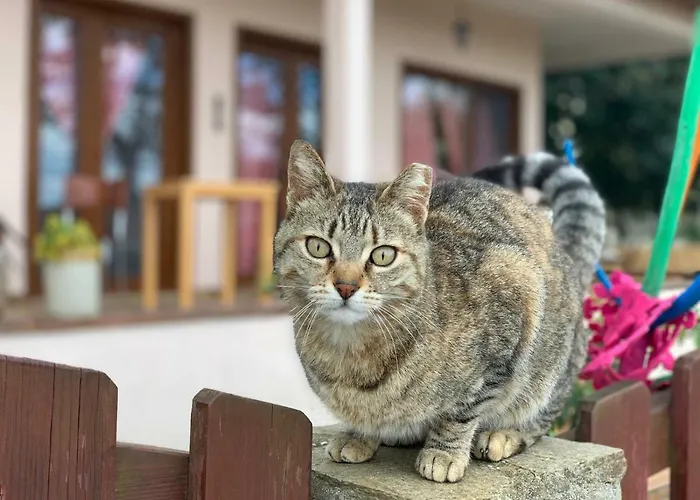 Elisa Butik アダラー